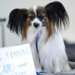 A photo of a dog