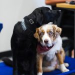 A photo of two dogs
